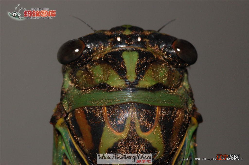 梦到捉蝉蛹是什么意思?做梦到捉蟋的网友梦例