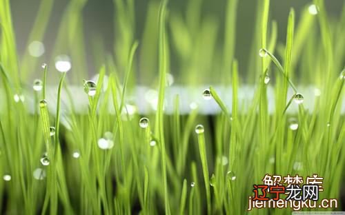 梦见屋里长草的有什么好的预兆,你知道吗?