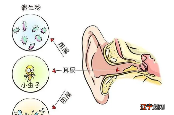 狗立耳是不是特别痒_耳鸣耳痒是怎么回事_耳痒占卜