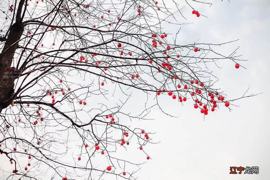 梦见柿子烂了 贾永红下就我一个人的站着，一阵秋风吹来