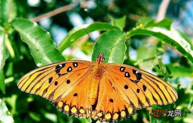 梦见解大便沾身_梦见解小便是什么意思_梦见解大便在床上