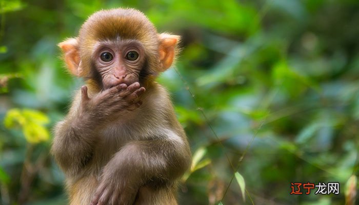 属猴五行属于什么命，一生钱财无忧，有荣禄之命