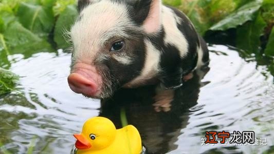 属鸡2018买什么生肖_2018年52岁属什么生肖_2018年39岁属什么生肖