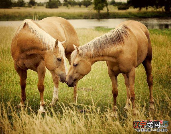 2018属虎算多少岁,属虎的今年多少岁数对应的知识点