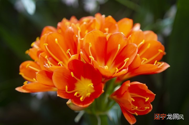 生肖兔配生肖鸡合适吗_属兔人身边需要什么生肖配_生肖兔和什么属相冲