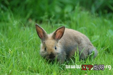 历史新知网:梦见杀兔子什么征兆梦见兔子是什么意思