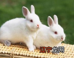 历史新知网:梦见杀兔子什么征兆梦见兔子是什么意思