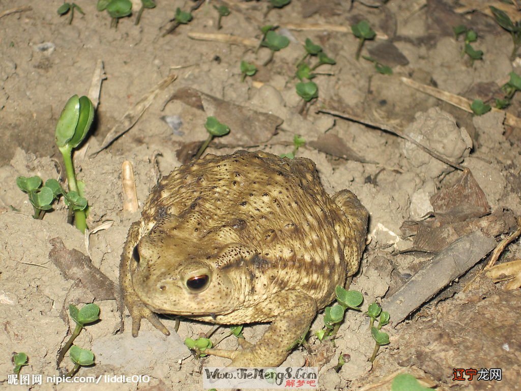 梦见金蛤蟆_梦见特大癞蛤蟆_梦见会飞的蛤蟆