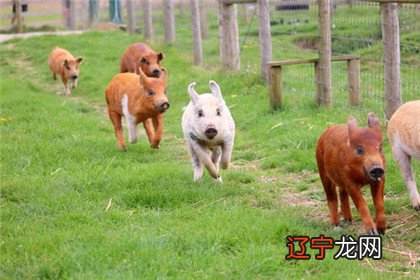 属牛和猪属相婚配牛结婚哪个日子好？