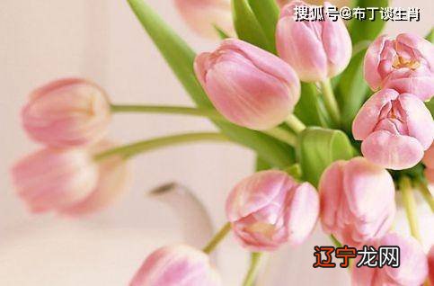 兔女和牛男属相配吗_兔与马属相婚姻相配_兔和牛属相合不合婚姻