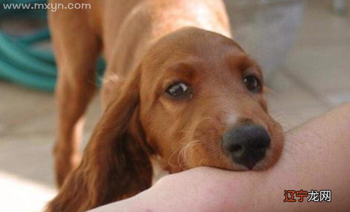 梦见被狗咬到脚了，没出血有什么征兆？