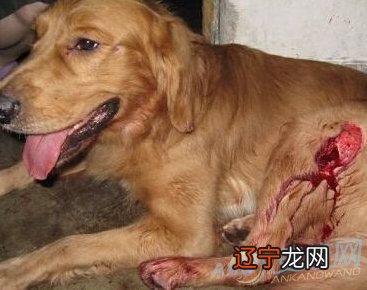 梦见被狗咬到脚了，没出血有什么征兆？