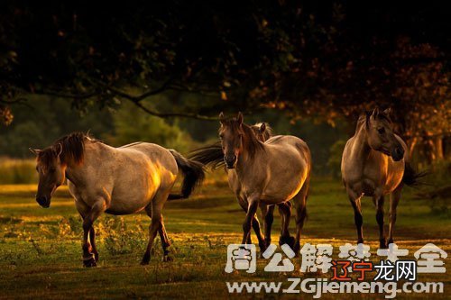 梦见老虎和羊_梦见自己抱羊亲吻羊_梦见老虎和羊什么预兆