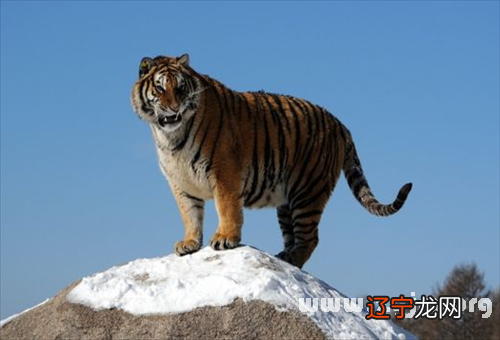 梦见老虎和羊_梦见杀老虎吃老虎肉_梦见老虎和白老虎区别