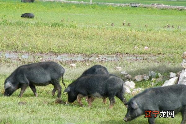 莱芜黑猪、太湖猪、东北民猪、皖南黑猪这6种