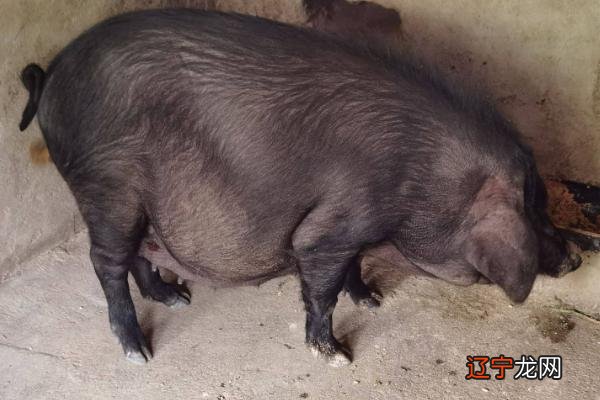 莱芜黑猪、太湖猪、东北民猪、皖南黑猪这6种
