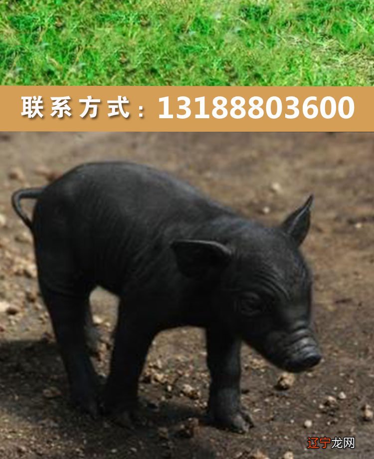 莱芜黑猪、太湖猪、东北民猪、皖南黑猪这6种