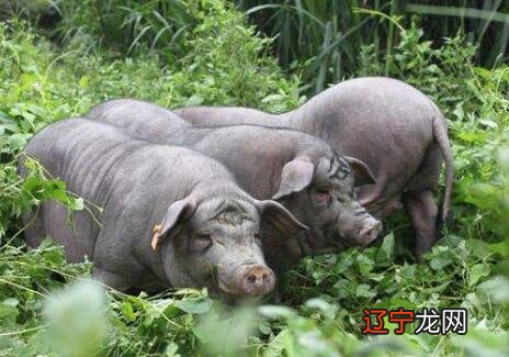 莱芜黑猪、太湖猪、东北民猪、皖南黑猪这6种
