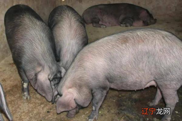 莱芜黑猪、太湖猪、东北民猪、皖南黑猪这6种