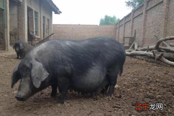 莱芜黑猪、太湖猪、东北民猪、皖南黑猪这6种