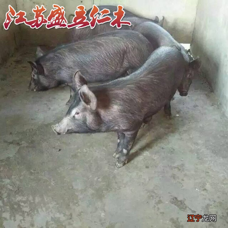 莱芜黑猪、太湖猪、东北民猪、皖南黑猪这6种