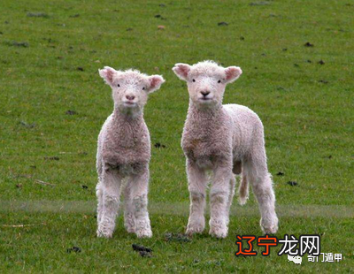 图 属羊人2021年运势详解2021运势如何?