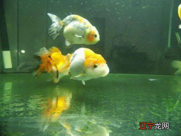 【牙未齐的小孩说话很准】要是发生在我身边的故事