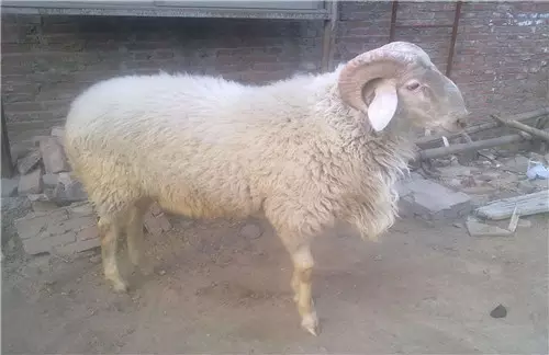 属马和属羊的婚姻牢固吗：属马与属羊关系怎样