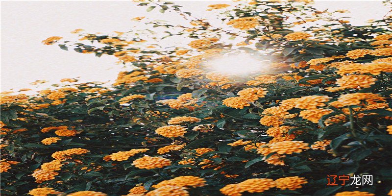 女人经常做什么梦注定嫁不出去的原因有哪些呢？