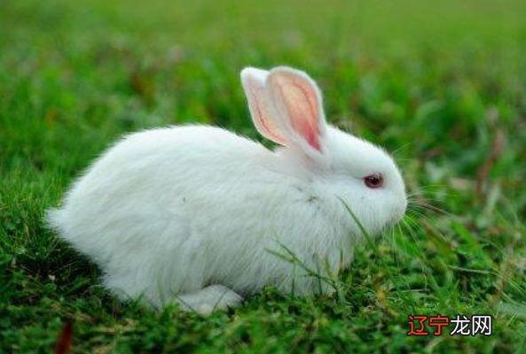 1987年属兔的人来说,2019年运势明显上升