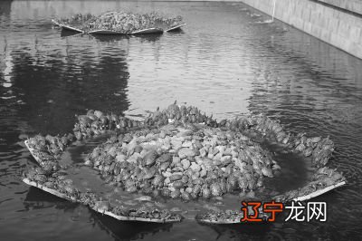 女人梦见海龟在水里游_梦见海龟是什么意思_梦见超大海龟