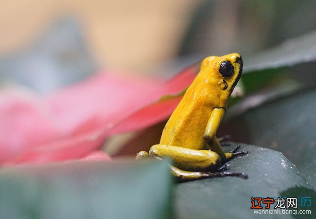 解梦风水堂：梦见青蛙，象征成功、友谊和满足愉悦的精神状态