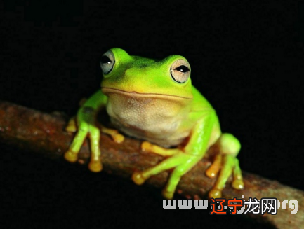 解梦风水堂：梦见青蛙，象征成功、友谊和满足愉悦的精神状态
