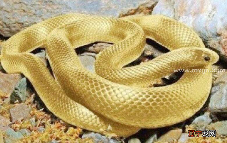 风水堂：梦见金黄蛇是什么意思