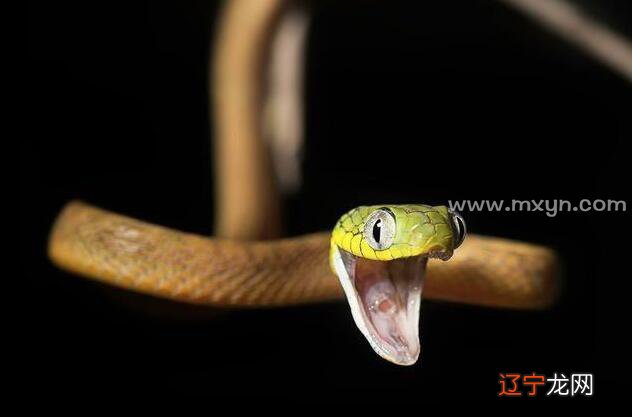 风水堂：梦见金黄蛇是什么意思