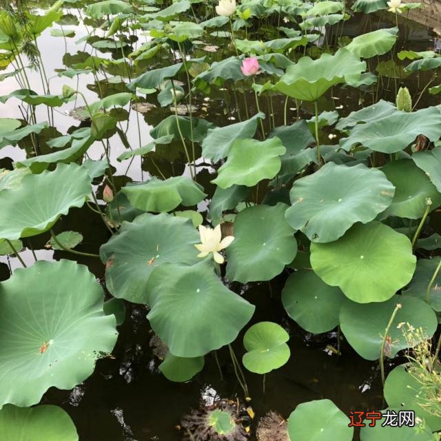风象火象水象土象相配_火象星座和水象星座配不配_火象三傻,土象三憋,水象