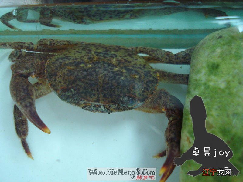 周公解梦大数据对“”的解答:梦见稻子丰收