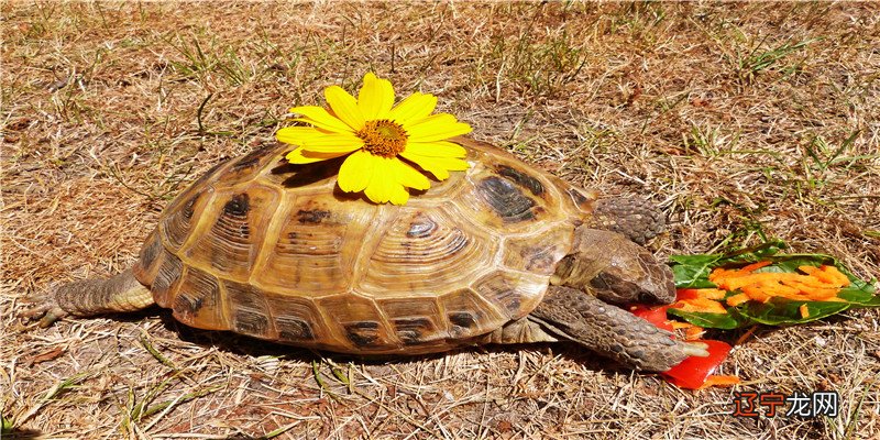 女孩子起名有哪些？女孩子好听的名字全集该如何参考选择？