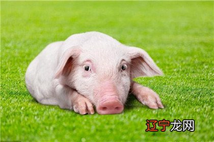 属猪的婚配可以和属牛的人在一起般配吗