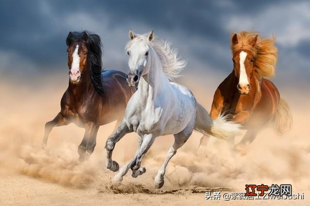 十二生肖中哪些生肖会比较短命？人爱吃高热量对身体