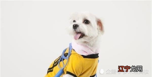 周公解风水堂:周公解梦见跟狗说话的寓意