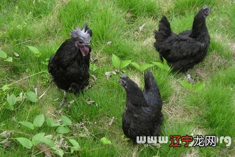 慈世堂:梦见喂鸡是什么意思?梦见鸡的禁忌