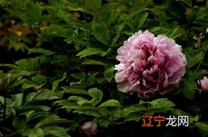 2022-07-12梦见灶台起火很难扑灭要发财了