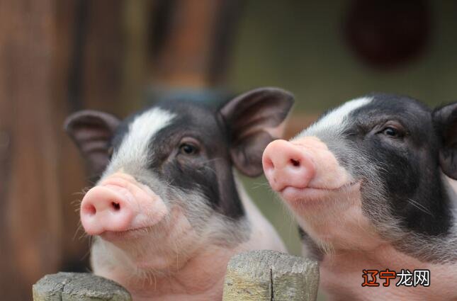 属猪的和什么属相最配?生肖猪的最佳配对属相是什么