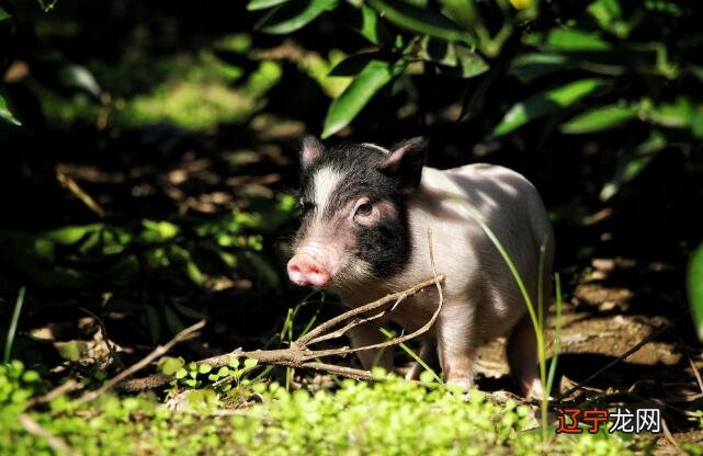属猪的和什么属相最配？生肖猪的最佳配对属相是什么
