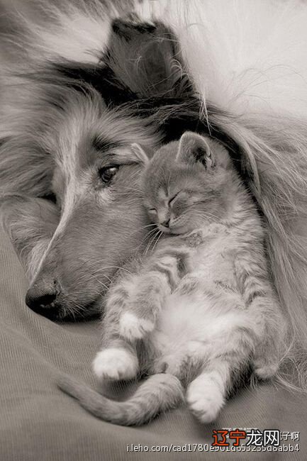 梦见抱大狗 2021年11月02日12:312021婚姻运势2021财运测算