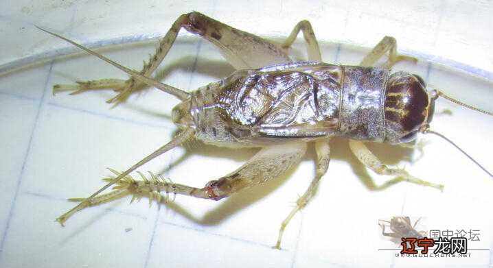 蟋蟀的特点是什么?蟋蟀、俗名、蟋蟀..