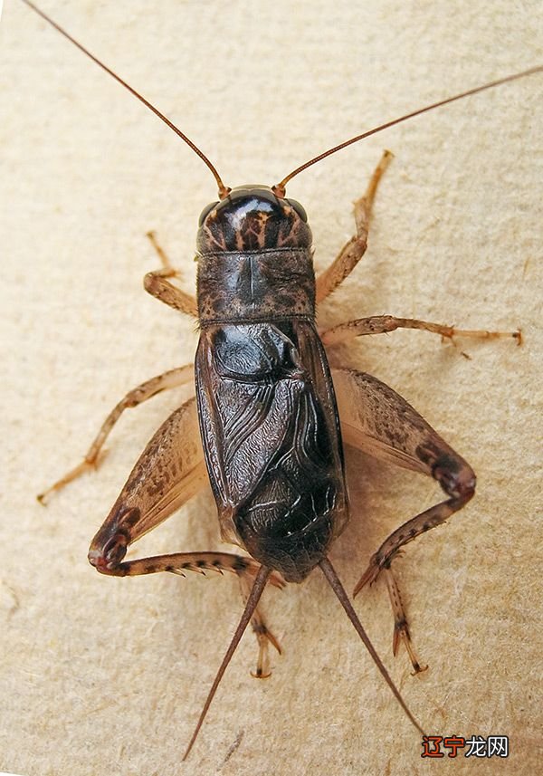 蟋蟀的特点是什么?蟋蟀、俗名、蟋蟀..