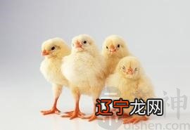 下鸡宝宝取名方法有哪些？宝宝名字怎么起名？