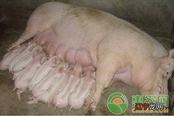 属羊和属猪的相配吗?属较好婚配可一生幸福